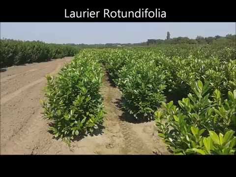 Video: Je prunus laurocerasus rotundifolia jedovatý?