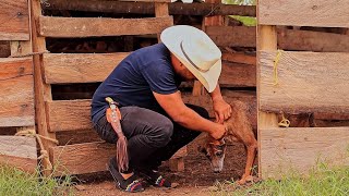 Miguel Cabrera - Un Veguero Enamorao (Vídeo Oficial)