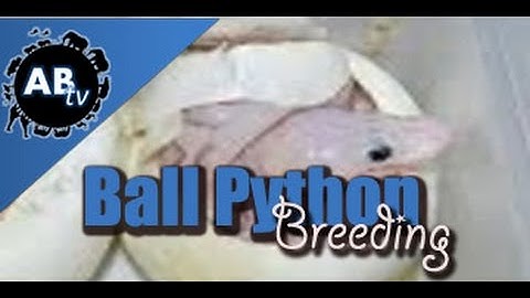 Ball Python Breeding : SnakeBytesTV : AnimalBytesTV