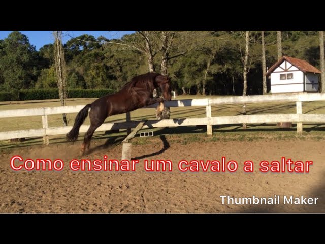 ENSINANDO meu CAVALO a PULAR a CERCA 