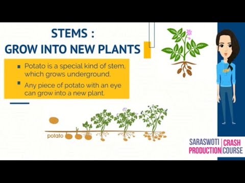 Video: Kapan tanaman kharif ditanam?