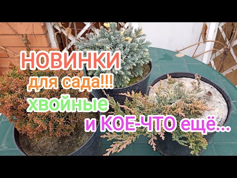 Ещё НОВИНКИ!!! ХВОЙНЫХ