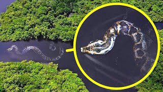 アマゾンで生息する世界で最も重たいヘビと17種のモンスター