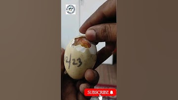 Assisting duckling in hatching 🐣 #hatching #duckling #egg #shorts #newlife