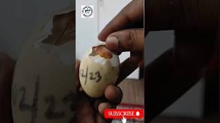 Assisting duckling in hatching 🐣 #hatching #duckling #egg #shorts #newlife Wealth