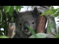 Koalas in photos II