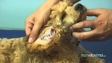 Comment vérifier le numéro d'identification d'un chien ?