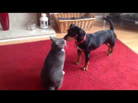 Funny Animal Wars - Cat Vs Dog