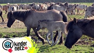 Wann gelten Pferde als Wildpferde? | OLI's Wilde Welt | SWR Kindernetz