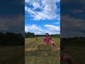 What happens after haymaking