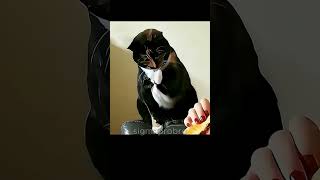 Troll Face Pushed Too Far — Sigma Cat Went Final Form 💀😼 | Viral Skull Edit