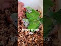 টিয়া পাখির বাচ্চা | ইন্ডিয়ার রিংনেক বেবি | Indian ring neck baby | #shorts_video #shorts