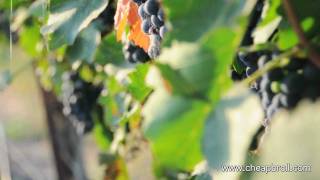Grapes in a Vineyard.mov screenshot 3