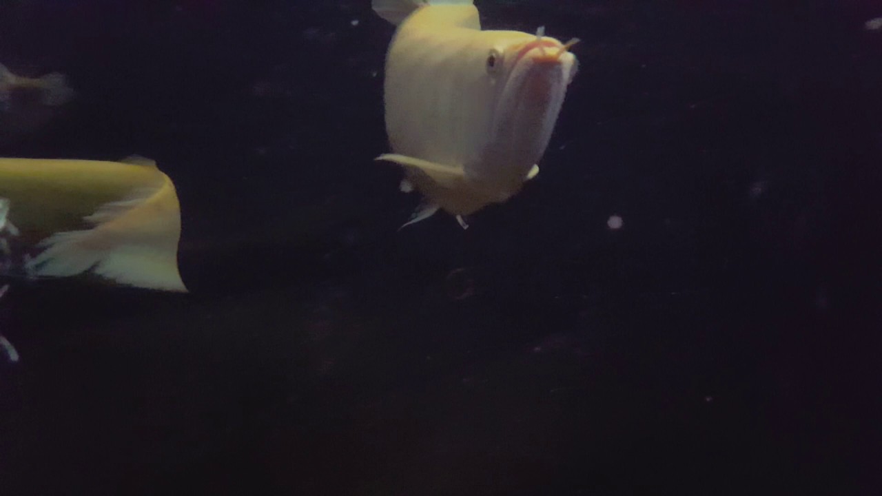 Albino arowana YouTube