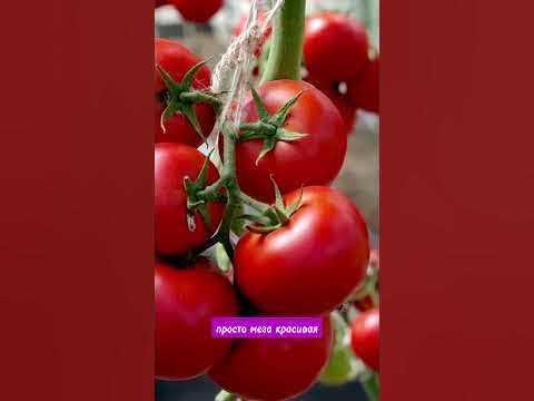 ТОП ТОМАТОВ ДЛЯ ЗАСОЛКИ #shorts - YouTube