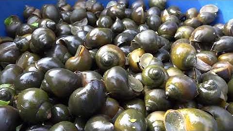 Ốc nuôi bị chết, nguyên nhân và cách khắc phục