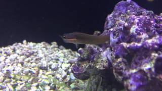 Species Spotlight Season 2 - The Tail Spot Blenny - Epsiode 21