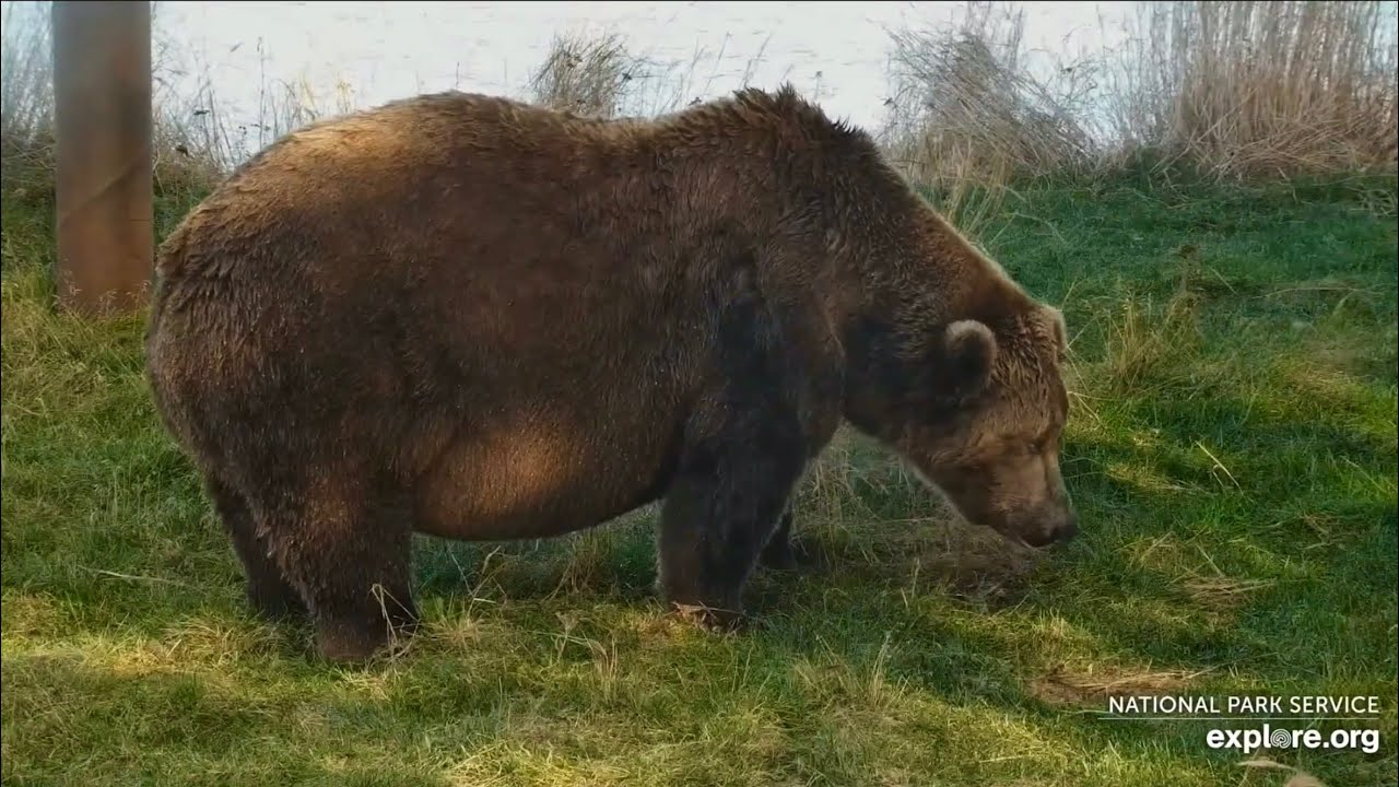 Katmai Bears 10-17-25.  Bear #602, Close View Grazing by the Bridge.  explore.org