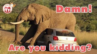 Funny Elephants You Will Die Laughing - Funniest Elephants Videos 2019