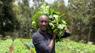 How To Harvest Managu/ Mnavu (Black Night Shade)