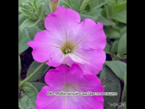 Петуния Опера Пинк Морн #кашпо #петунии #петуния - YouTube