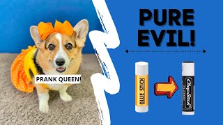 Evil Dog Pranks Dad