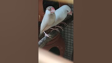 red eye white and fawn java (sparrow )। #pritamexoticpets #shorts
