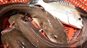 Câu Cá Ngát Bằng Mồi Hà Su Bao Dính Cá  | Gia Đình Cần Giờ .281 |