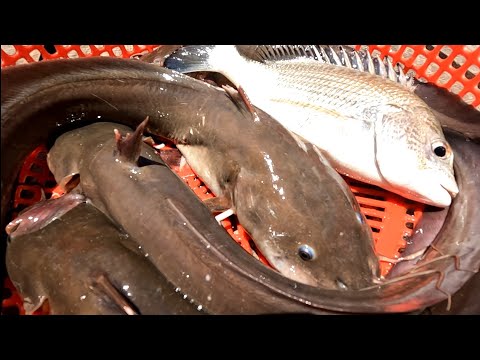 Video Câu Cá Ngát Bằng Mồi Hà Su Bao Dính Cá | Gia Đình Cần... - youtube
