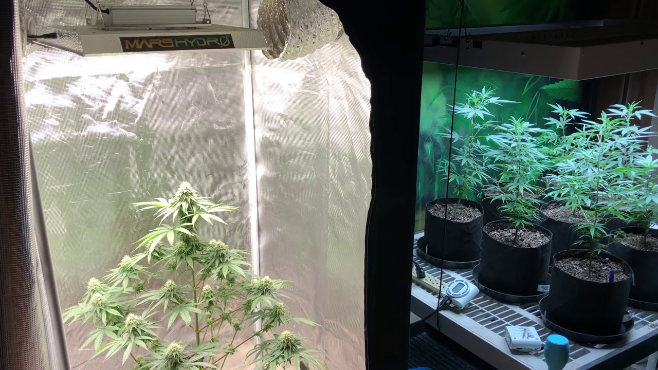 Friday indoor medical cannabis garden update 9/13