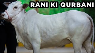 RANI Ki QURBANI | Cattle Market Karachi | Eid ul Adha 2021 | Bakra Eid 2021 | Filmed on Canon M50