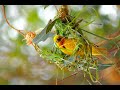 Baya Weaver Birds - The Blue Dot