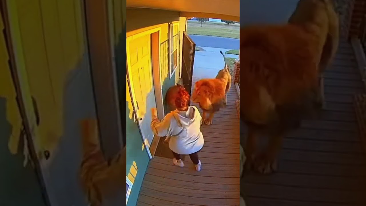 Lion attacks humans - dog saves owner....