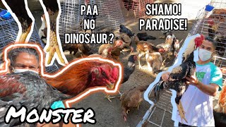 Mala Dinosaur Na Manok, Andito Na Sa Mindanao Daming Shamo Dito