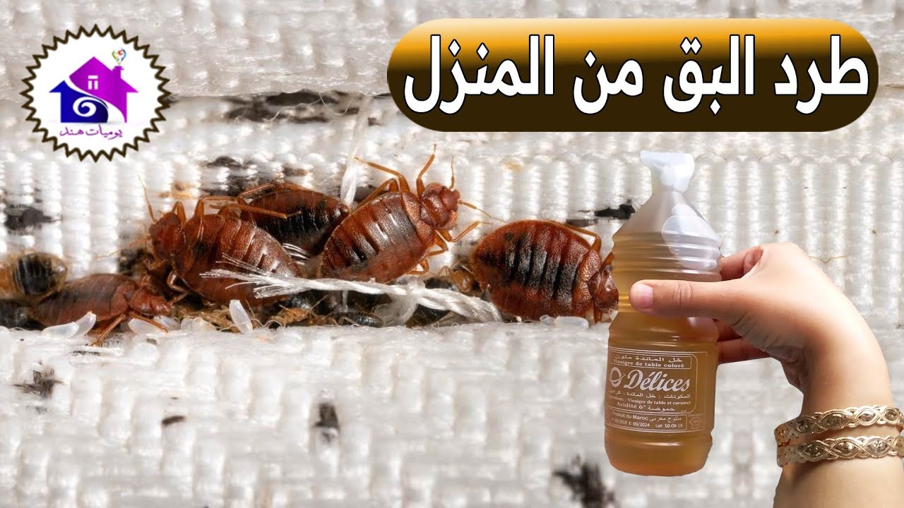 القضاء على حشرة البق نهائيا ♻️ تدابير لطرد حشرة البق (بدون تعب)