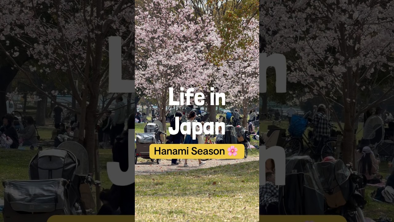 The cherry blossoms 🌸 are out and it’s time for Japanese picnics! #sakura #cherryblossom #hanami