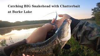 Catching BIG Snakehead with Chatterbait at Burke Lake｜BANK FISHING