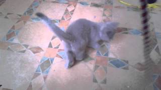 British shorthair kitten Liara Silver'Dew is playing wand chase