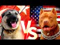 Turkish Kangal Vs Pitbull Köpekleri  #pitbull #kangal #köpek