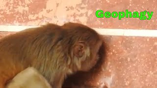 Geophagy Geophagia: Mineral or Salt licking by Rhesus Monkey (Macaca mulatta): Geophagous macaque