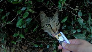 植込みから顔だけを出しておやつを食べる猫