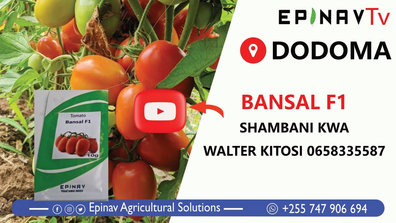 BANSAL F1 SHAMBANBI DODOMA KWA WALTER KITOSI #nyanyaepinav #kilimo #kilimochakisasa