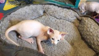 White Sphynx kitten -8 weeks old by ScantilyCladSphynx 316 views 3 years ago 31 seconds