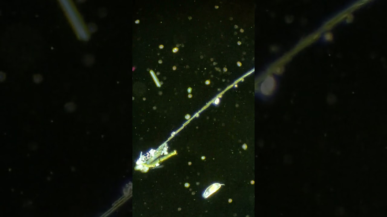 DANCE Bacillaria DANCE! 