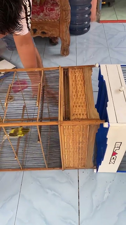 Cara memindahkan kenari rasmi ke sangkar baru #kenari #burung #kenarirasmi #burungkenari