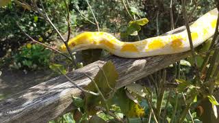 White albino superdwarf reticulated python tasting the air