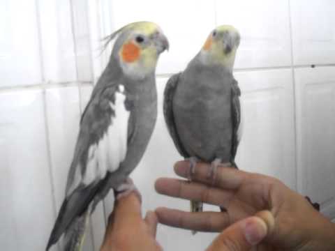 Calopsita Cantando O Hino Do Vasco Calopsita Assobiando O Hino Do Vasco Youtube