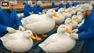 Inside the GIANT Duck Factory: The REAL Story of Egg and Meat Production