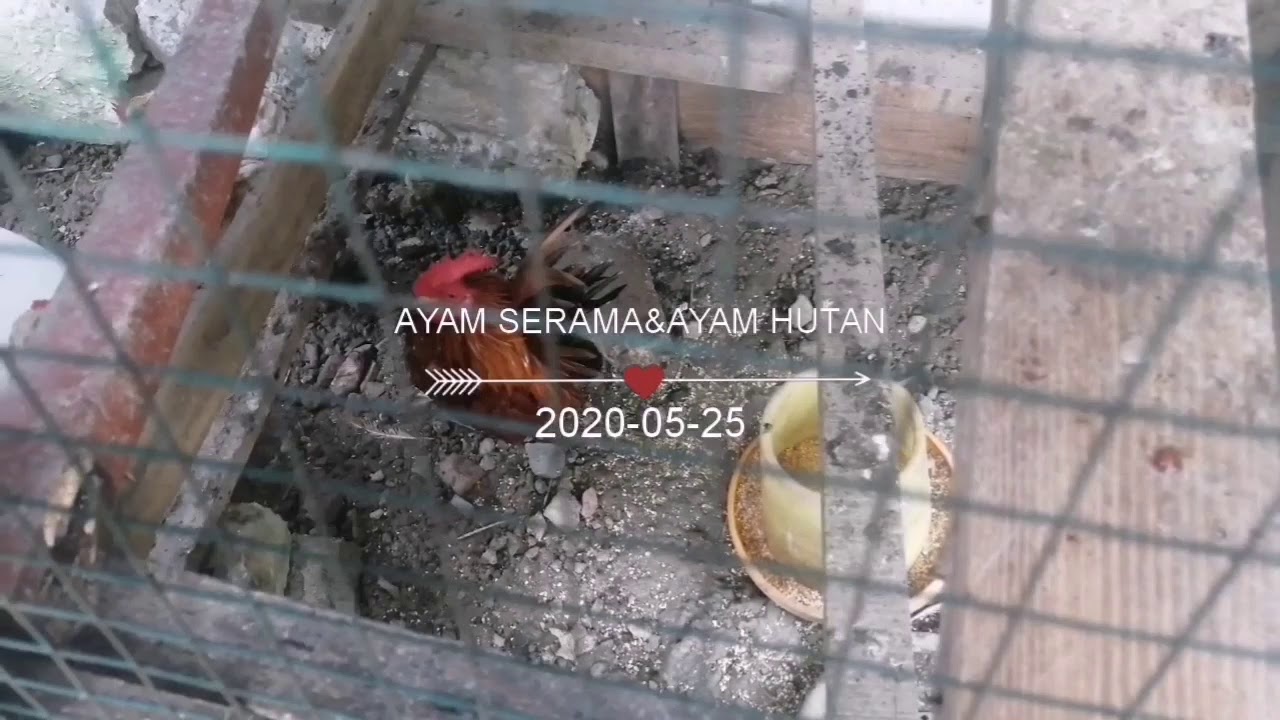 Ayam Serama & Ayam Hutan 