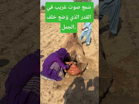 س مع صوت غريب في القدر الذي و ضع خلف الجمل 